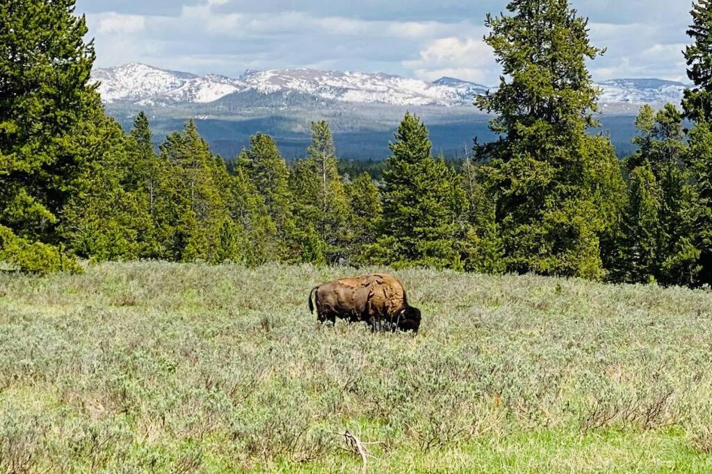 Bear Lair At Teton Valley Idaho Victor Kültér fotó